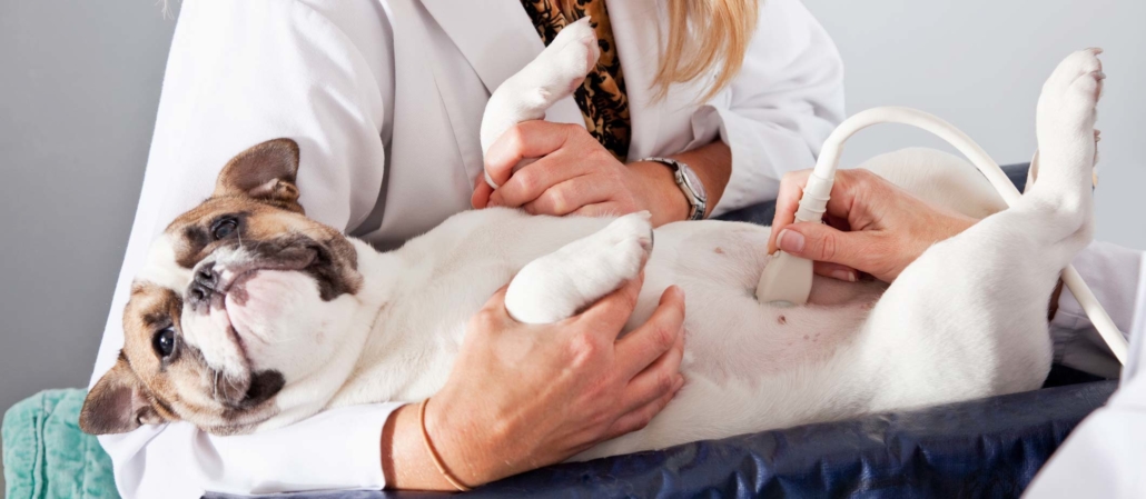 Veterinary Ultrasound Tequesta Vet Clinic