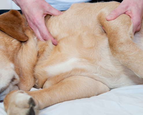 jupiter pet laser therapy