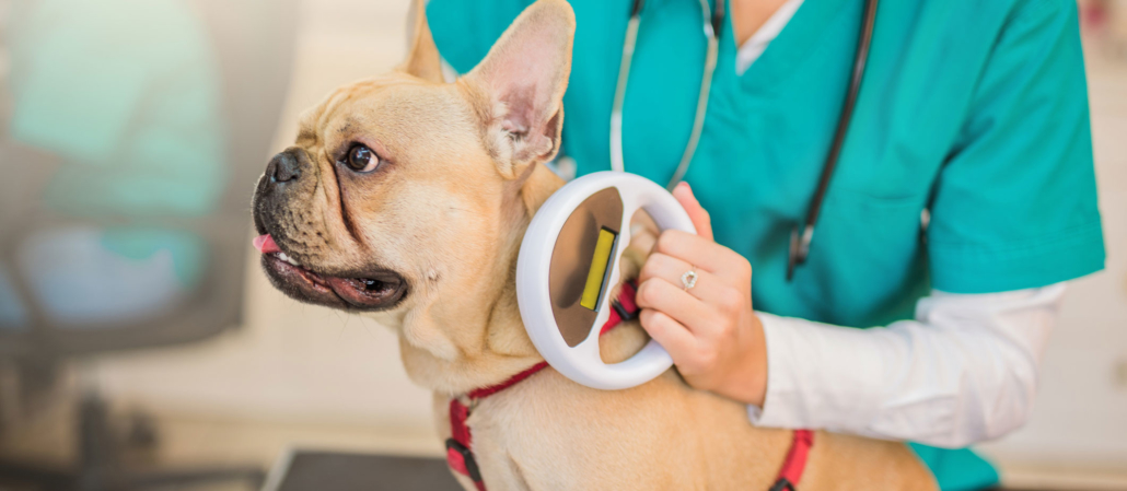 Our Services – Tequesta Vet Clinic
