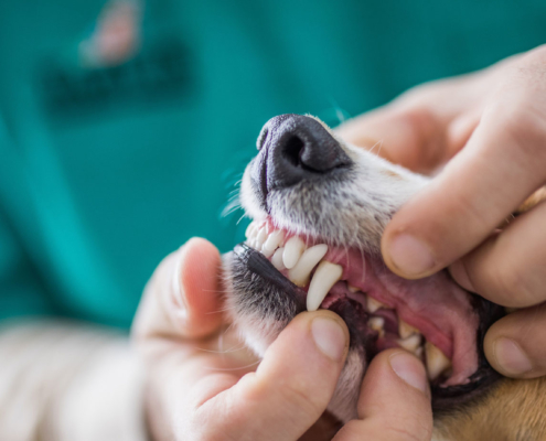 pet dental cleaning