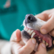 pet dental cleaning