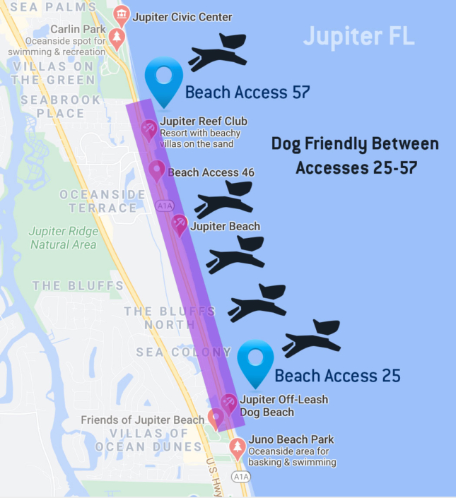 Dog Friendly Beaches in Jupiter Florida - Tequesta Vet Clinic