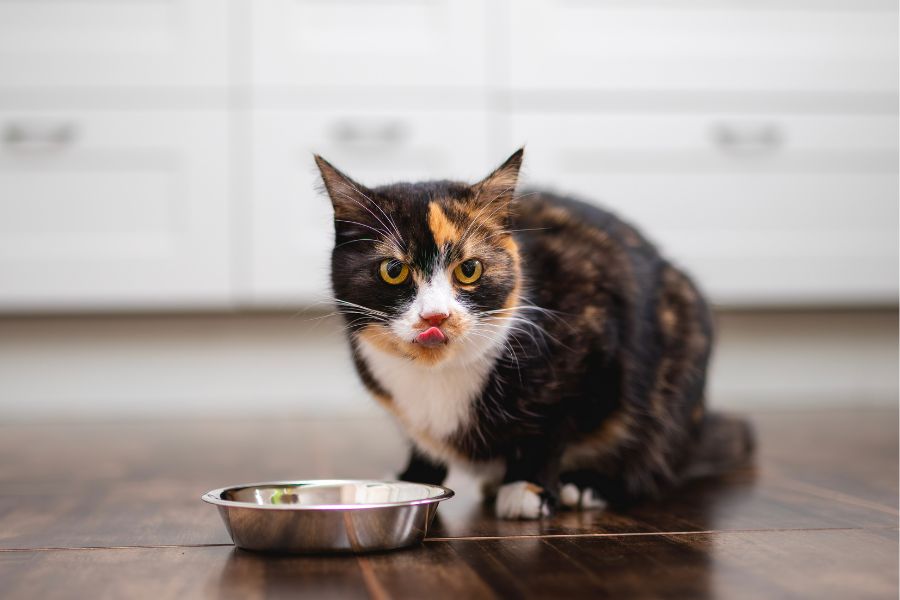 Top Budget Cat Food That Vets Actually Recommend for Healthy Cats
